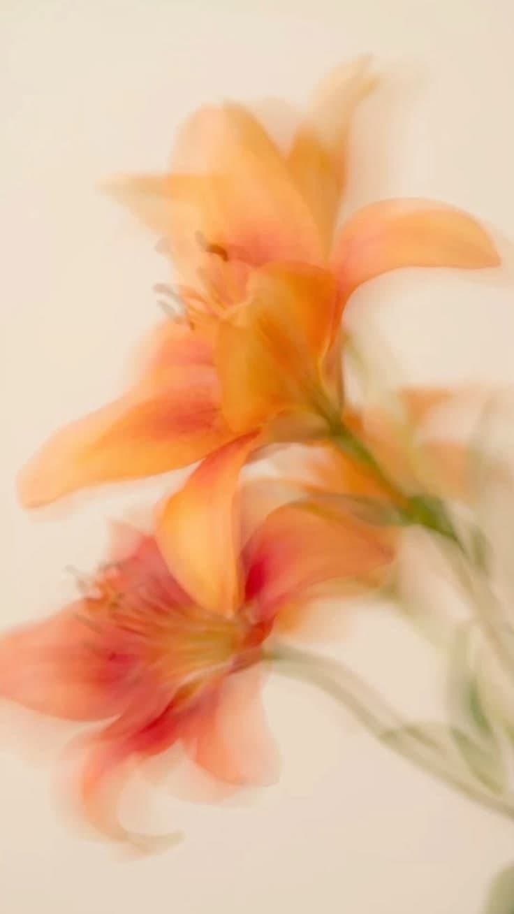Orange lilies, softly blurred