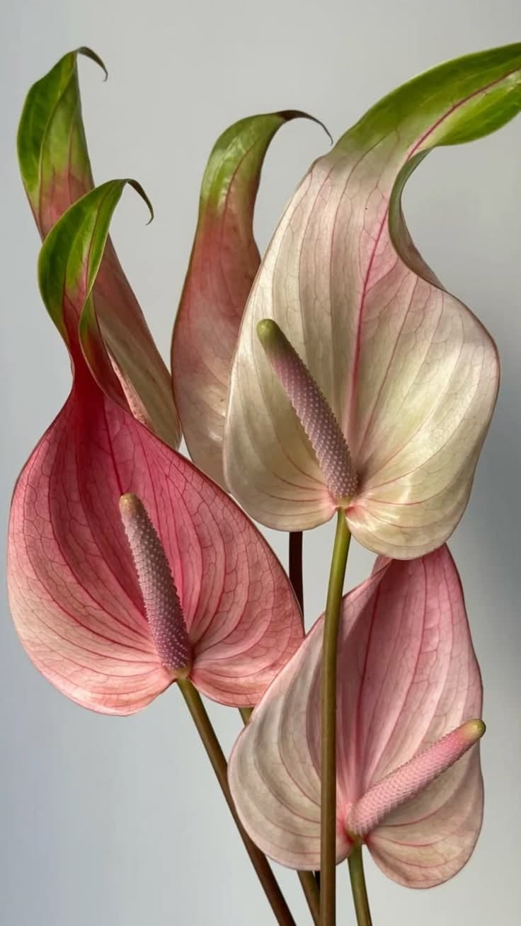 Pink and cream anthurium blooms against a pale grey wall
